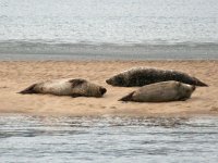 maudoc.com • Grey Seal - Foca grigia - Halichoerus grypus •  IMG_1370.jpg   Scotland : Foca grigia