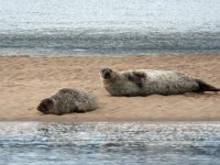 Grey Seal - Foca grigia - Halichoerus grypus