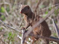 maudoc.com • Dwarf Mongoose - Mangusta nana - Helogale parvula •  IMG_0170.jpg : Mangusta nana - Dwarf Mongoose