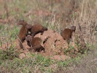 maudoc.com • Dwarf Mongoose - Mangusta nana - Helogale parvula •  IMG_0304.jpg : Mangusta nana - Dwarf Mongoose