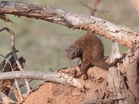 maudoc.com • Dwarf Mongoose - Mangusta nana - Helogale parvula •  IMG_0313.jpg : Mangusta nana - Dwarf Mongoose