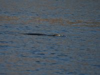 Monk Seal - Foca monaca - Monachus monachus