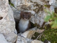 maudoc.com • Least Weasel - Donnola - Mustela nivalis •  IMG_1966.jpg : Donnola