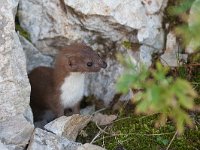 Least Weasel - Donnola - Mustela nivalis