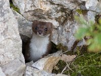 maudoc.com • Least Weasel - Donnola - Mustela nivalis •  IMG_1979.jpg : Donnola