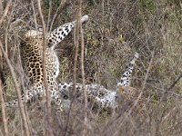 maudoc.com • African Leopard - Leopardo - Panthera pardus •  IMG_9868.jpg : Leopardo