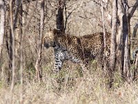 maudoc.com • African Leopard - Leopardo - Panthera pardus •  IMG_9871.jpg : Leopardo