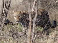 maudoc.com • African Leopard - Leopardo - Panthera pardus •  IMG_9875.jpg : Leopardo