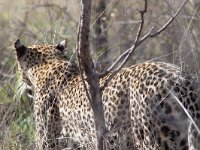 maudoc.com • African Leopard - Leopardo - Panthera pardus •  IMG_9881.jpg : Leopardo