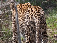 maudoc.com • African Leopard - Leopardo - Panthera pardus •  leopard IMG 0745.jpg : Leopardo