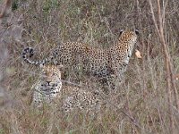 maudoc.com • African Leopard - Leopardo - Panthera pardus •  leopard IMG 9854.jpg : Leopardo