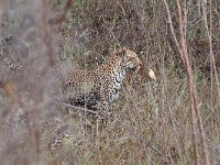 maudoc.com • African Leopard - Leopardo - Panthera pardus •  leopard IMG 9855.jpg : Leopardo