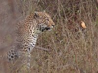 African Leopard - Leopardo - Panthera pardus