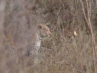 maudoc.com • African Leopard - Leopardo - Panthera pardus •  leopard IMG 9863.jpg : Leopardo