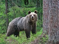 maudoc.com • Brown Bear - Orso bruno - Ursus arctos •  IMG_0941.jpg : Orso bruno