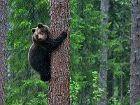 maudoc.com • Brown Bear - Orso bruno - Ursus arctos •  IMG_0985.jpg : Orso bruno