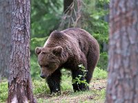 maudoc.com • Brown Bear - Orso bruno - Ursus arctos •  IMG_1029.jpg : Orso bruno