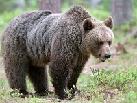 maudoc.com • Brown Bear - Orso bruno - Ursus arctos •  IMG_1035.jpg : Orso bruno