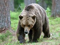 maudoc.com • Brown Bear - Orso bruno - Ursus arctos •  IMG_1039.jpg : Orso bruno