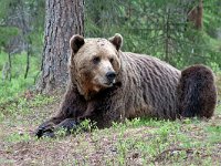 maudoc.com • Brown Bear - Orso bruno - Ursus arctos •  IMG_1044.jpg : Orso bruno