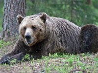 maudoc.com • Brown Bear - Orso bruno - Ursus arctos •  IMG_1050.jpg : Orso bruno