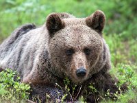 maudoc.com • Brown Bear - Orso bruno - Ursus arctos •  IMG_1060.jpg : Orso bruno