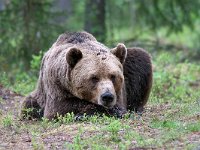 maudoc.com • Brown Bear - Orso bruno - Ursus arctos •  IMG_1065.jpg : Orso bruno