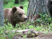 maudoc.com • Brown Bear - Orso bruno - Ursus arctos •  IMG_1086.jpg : Orso bruno