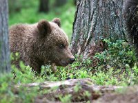 maudoc.com • Brown Bear - Orso bruno - Ursus arctos •  IMG_1089.jpg : Orso bruno