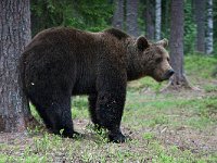 maudoc.com • Brown Bear - Orso bruno - Ursus arctos •  IMG_1114.jpg : Orso bruno