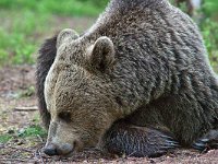 maudoc.com • Brown Bear - Orso bruno - Ursus arctos •  IMG_1114b.jpg : Orso bruno
