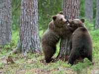 maudoc.com • Brown Bear - Orso bruno - Ursus arctos •  IMG_1122.jpg : Orso bruno