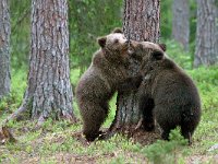 maudoc.com • Brown Bear - Orso bruno - Ursus arctos •  IMG_1123.jpg : Orso bruno