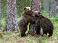 maudoc.com • Brown Bear - Orso bruno - Ursus arctos •  IMG_1124.jpg : Orso bruno