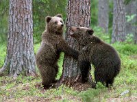 maudoc.com • Brown Bear - Orso bruno - Ursus arctos •  IMG_1125.jpg : Orso bruno