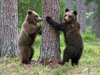 maudoc.com • Brown Bear - Orso bruno - Ursus arctos •  IMG_1126.jpg : Orso bruno