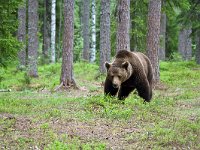 maudoc.com • Brown Bear - Orso bruno - Ursus arctos •  IMG_1140.jpg : Orso bruno
