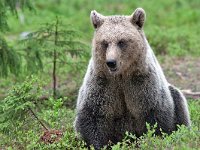 maudoc.com • Brown Bear - Orso bruno - Ursus arctos •  IMG_1145.jpg : Orso bruno