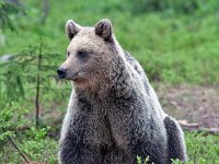 maudoc.com • Brown Bear - Orso bruno - Ursus arctos •  IMG_1148.jpg : Orso bruno
