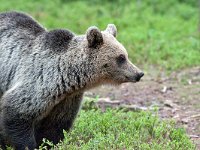 maudoc.com • Brown Bear - Orso bruno - Ursus arctos •  IMG_1160.jpg : Orso bruno
