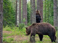 maudoc.com • Brown Bear - Orso bruno - Ursus arctos •  IMG_1161.jpg : Orso bruno