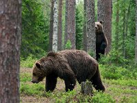 maudoc.com • Brown Bear - Orso bruno - Ursus arctos •  IMG_1162.jpg : Orso bruno