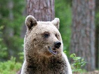 maudoc.com • Brown Bear - Orso bruno - Ursus arctos •  IMG_1176.jpg : Orso bruno