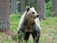 maudoc.com • Brown Bear - Orso bruno - Ursus arctos •  IMG_1186.jpg : Orso bruno