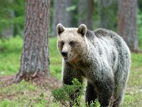 maudoc.com • Brown Bear - Orso bruno - Ursus arctos •  IMG_1191.jpg : Orso bruno