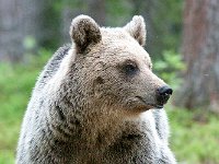 maudoc.com • Brown Bear - Orso bruno - Ursus arctos •  IMG_1200.jpg : Orso bruno