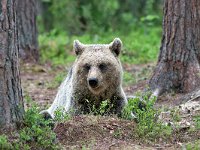 maudoc.com • Brown Bear - Orso bruno - Ursus arctos •  IMG_1208.jpg : Orso bruno