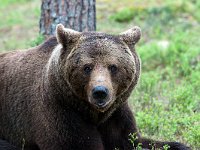 maudoc.com • Brown Bear - Orso bruno - Ursus arctos •  IMG_1242.jpg : Orso bruno