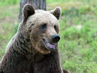 maudoc.com • Brown Bear - Orso bruno - Ursus arctos •  IMG_1266.jpg : Orso bruno