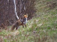 maudoc.com • Red Fox - Volpe rossa - Vulpes vulpes •  IMG_0179.jpg : Volpe